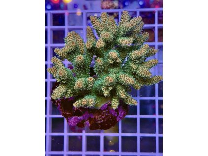 595389087 848663211255276 6271800509580757418 n