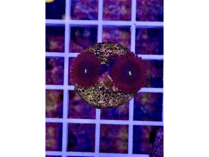 596387683 849187827869481 5531779535223215327 n