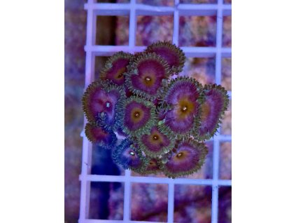 595683879 849186081202989 7971581449998104982 n