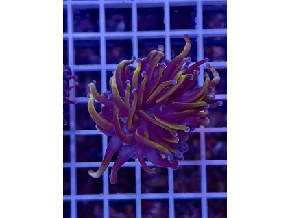 595693494 849185771203020 1779212166150566016 n