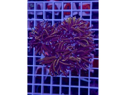 597000632 849186364536294 5556749689198677528 n