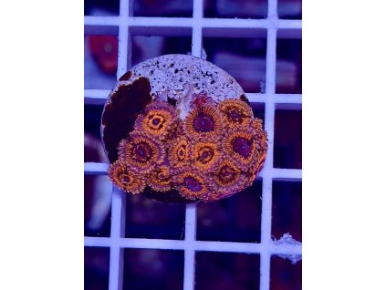 595698467 849186137869650 6037334713443355517 n