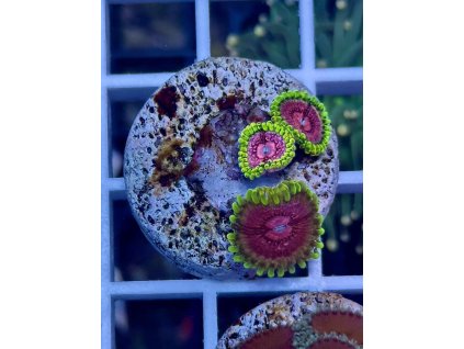 595923853 849185891203008 3616919923204844763 n