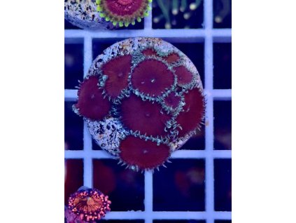 595290129 849186854536245 2380348261142680916 n