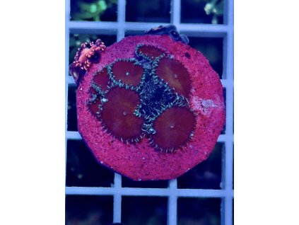 595180232 849188064536124 2238728725681074111 n