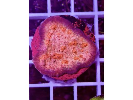 594969256 849188271202770 296791124850175778 n