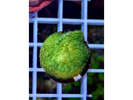 594967060 849184594536471 1002942788783654725 n