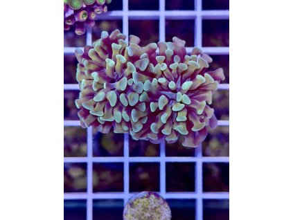 597391114 849186681202929 7438871155365714267 n