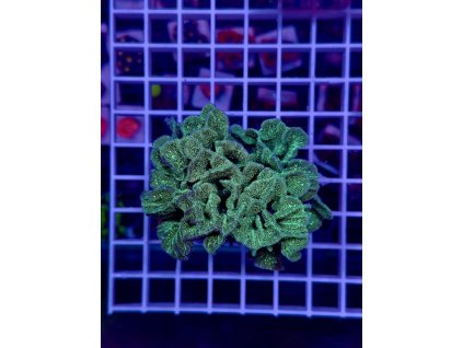 594967017 849186424536288 1892538246846821517 n