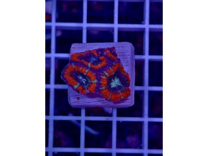 595777534 849185817869682 8166061054295729148 n