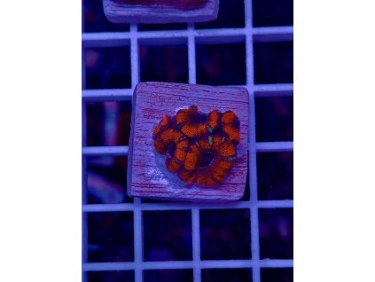 595012112 849187687869495 2642728584779479794 n