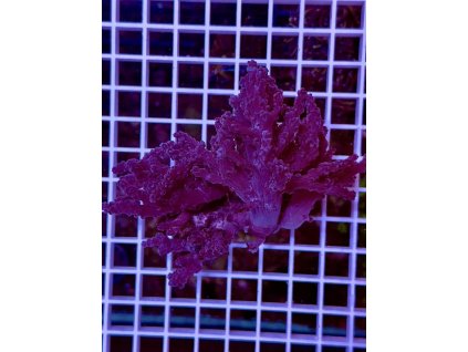 595825606 849186214536309 2554268779050241739 n