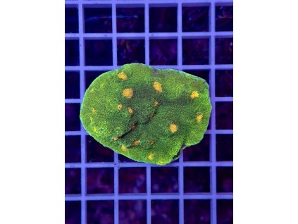 595639899 849185711203026 3438591811549802566 n