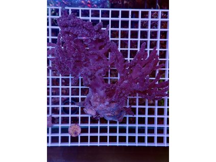 597006878 849188444536086 6203413380019435218 n