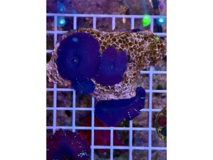 595829835 849186264536304 8790509879074982254 n