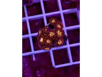 596911470 849186484536282 1920331840117702925 n