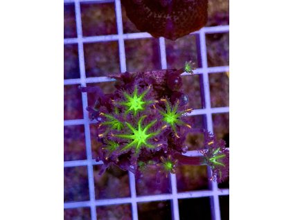 595673516 849184707869793 5200203494058690399 n