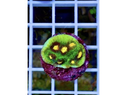 611267900 871409178980679 5851190471359395138 n