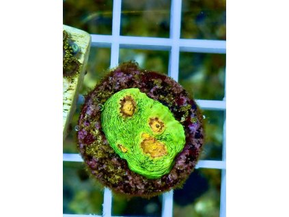 608555891 871404042314526 5492679536291129449 n