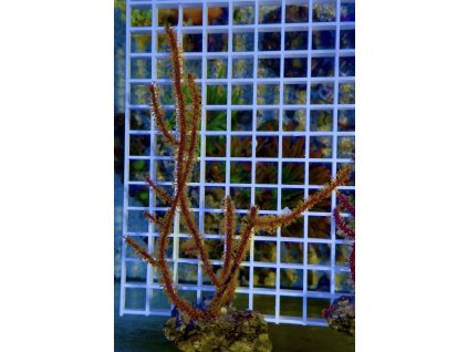 609092697 871408575647406 7022993085847561890 n