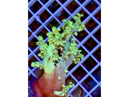 611638625 871404192314511 3032285419073777216 n