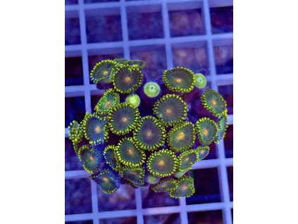 611699896 871409195647344 5189578616086289869 n