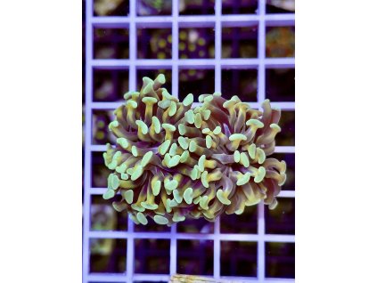 610918441 871409098980687 7308329099171275622 n