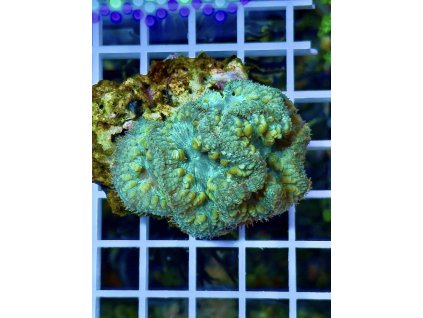 611764968 871408718980725 5820795507820922156 n