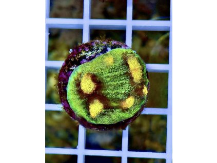 611969382 871409238980673 2396160497471650778 n