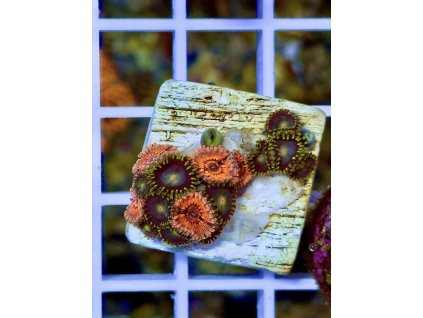 609155569 871407828980814 8849692518533263741 n