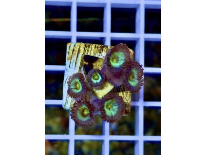 612510908 871410782313852 4295565918708436692 n 2