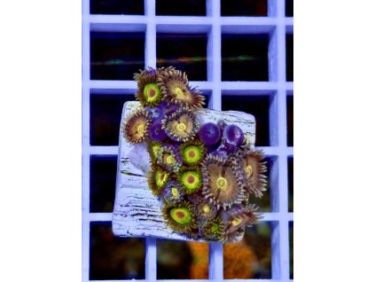 612904743 871407032314227 9201714049716747358 n