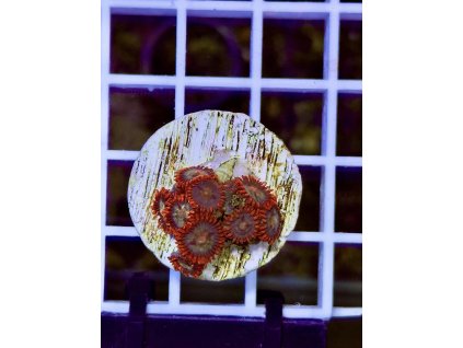 610920617 871407865647477 5003773673127225441 n