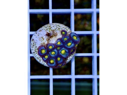 612129986 871407908980806 4415569576246956738 n