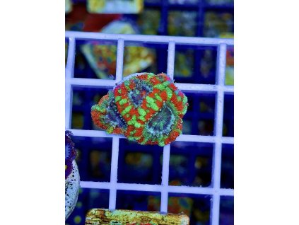 612048166 871409218980675 1477428980498587090 n