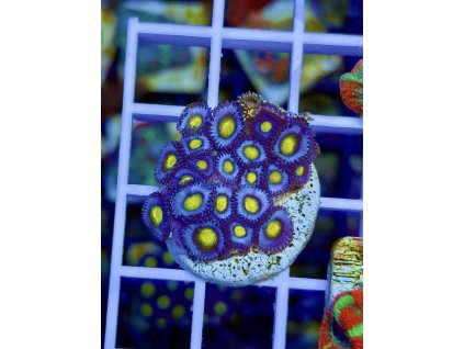 611695722 871409328980664 4251961752112656745 n 2