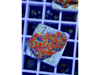 611912018 871410802313850 461692243509748723 n