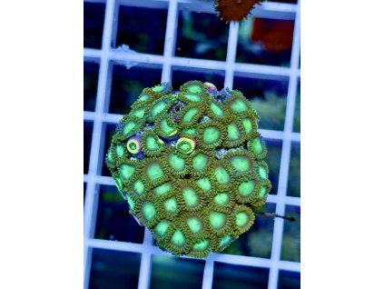 608647813 871403935647870 727379963832630577 n