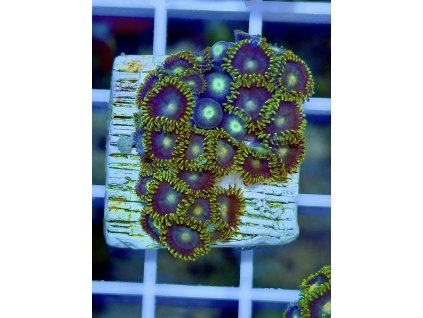 612116314 871408712314059 3834655872857880732 n