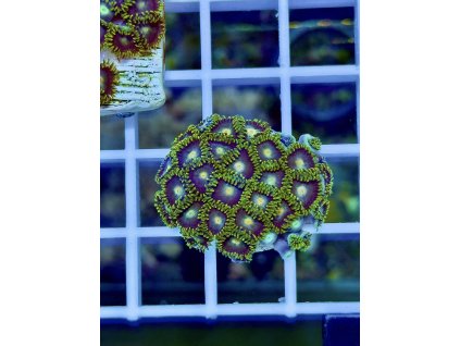 611297728 871408548980742 1079969669076872392 n