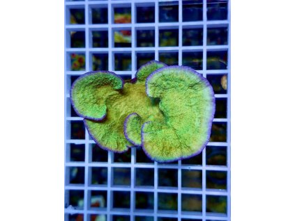 608615417 871398142315116 103454687060414864 n