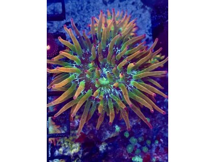 612067364 871397578981839 8151870299587868644 n