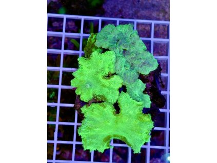 611156840 871404225647841 4005202556077229243 n