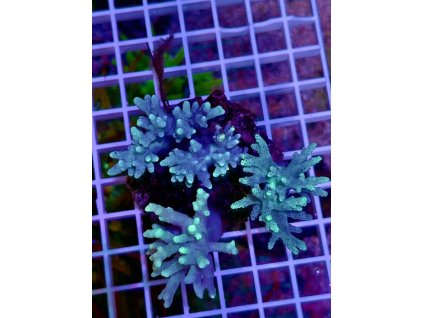 612718313 871403998981197 6191531834015874500 n