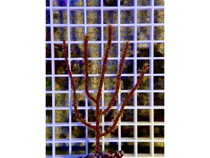 612478098 871404158981181 3776135332217415900 n