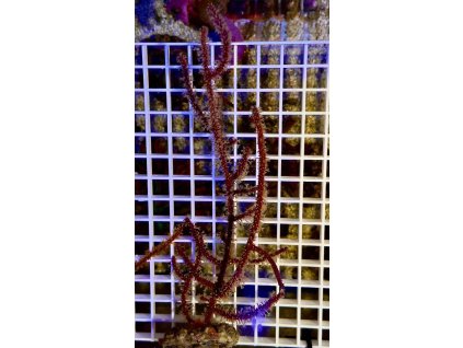 611253127 871407028980894 8079516324291034717 n