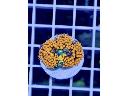 611390070 871407588980838 585832950525665359 n 2