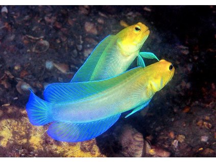 7 Opistognathus aurifrons © Kevin Bryant