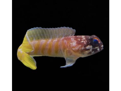 Opistognathus randalli