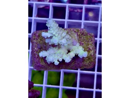 622301207 885697844218479 7024781632222724240 n